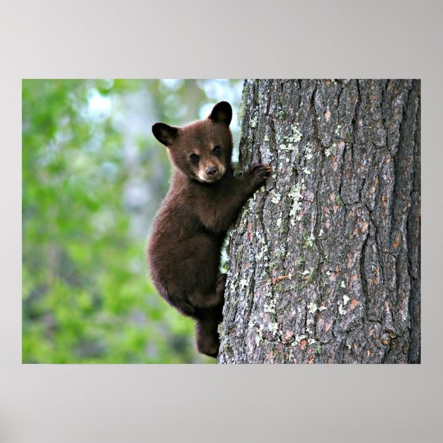 Poster Bear Cub (Devant)