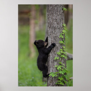 Poster Bear Cub