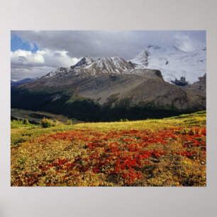 Poster Bearberry au début de l'automne Pic Athabasca dans