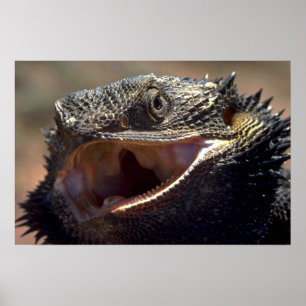 Poster Bearded Dragon, Australia