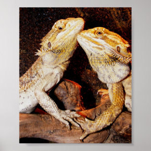 Poster Beardies