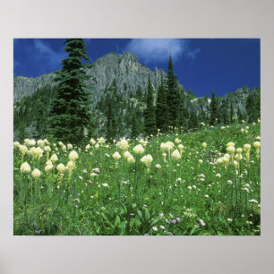 Poster Beargrass au lac Eunice, Mt. Rainier NP, WA,