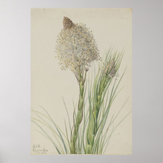 Poster Beargrass (Xerophyllum tenax)