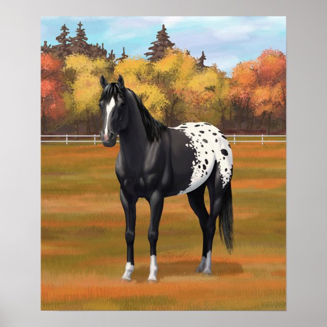 Poster Beau Appaloosa Noir Quarter Horse Stallion (Devant)