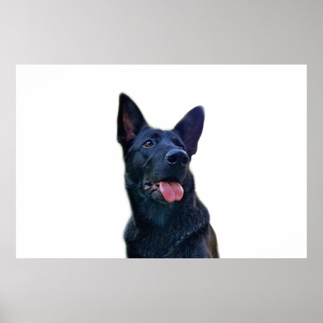 Poster Beau berger allemand noir (Devant)