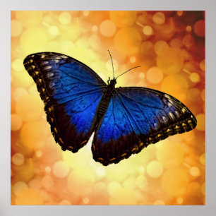 Poster Beau Bleu Morpho papillon Bokeh