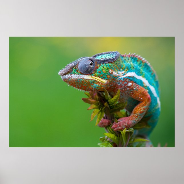 Poster Beau caméléon panthère (Devant)