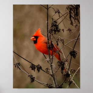 Poster Beau Cardinal du Nord