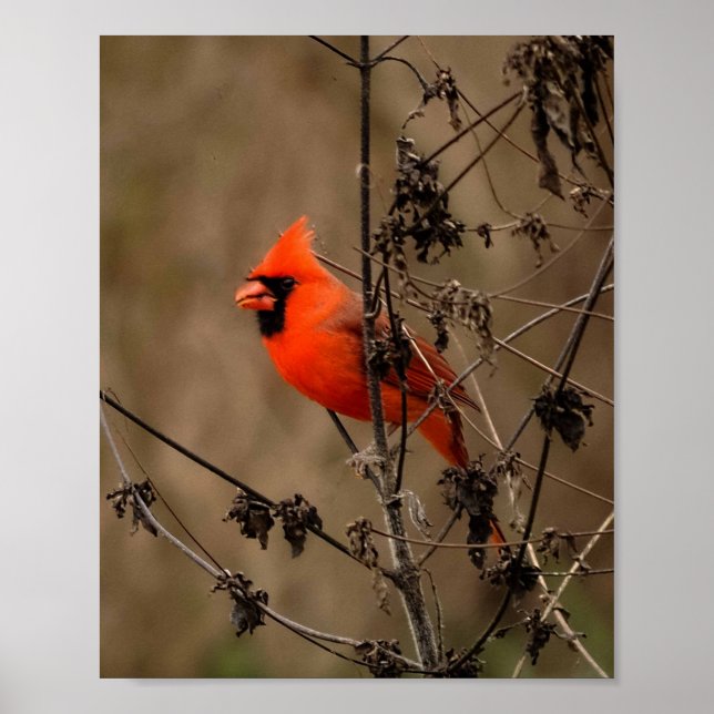 Poster Beau Cardinal du Nord (Devant)