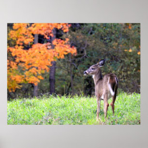 Poster Beau cerf dans le champ d'automne