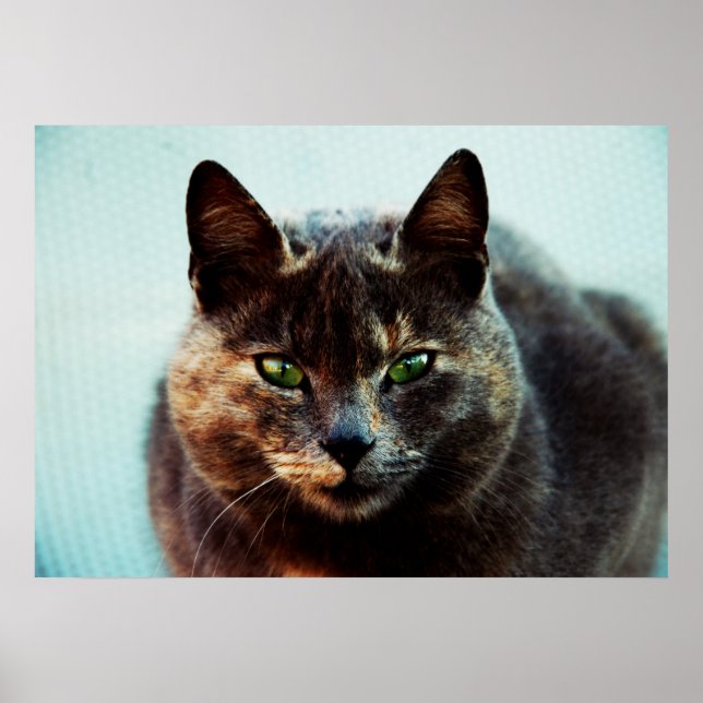 Poster Beau chat (Devant)