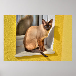 Poster Beau Chat Siamais