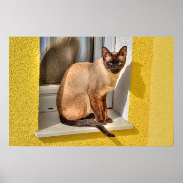 Poster Beau Chat Siamais (Devant)