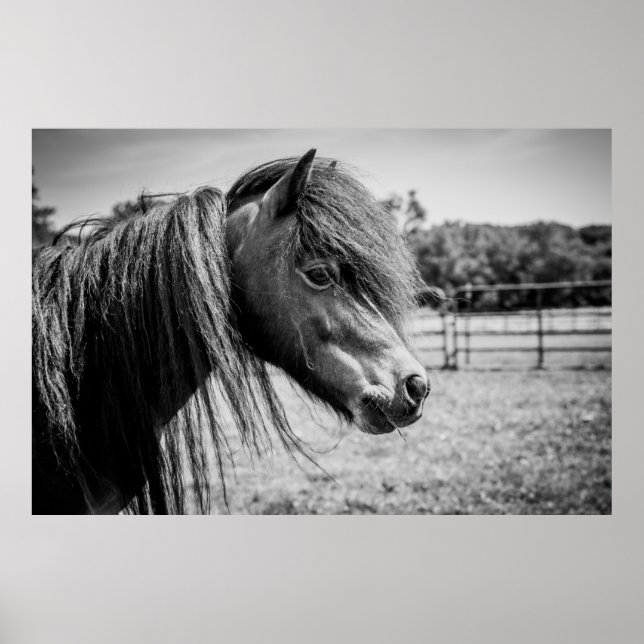 POSTER BEAU CHEVAL (Devant)