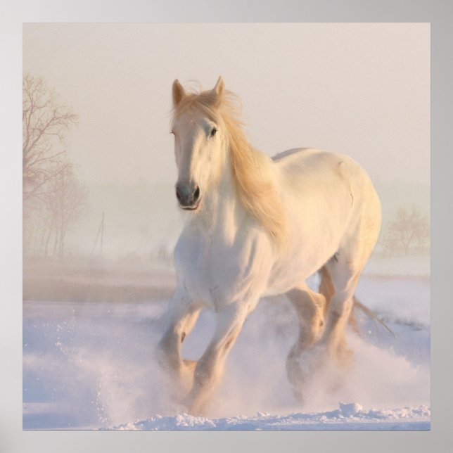 Poster Beau Cheval Blanc Galloping dans la neige (Devant)