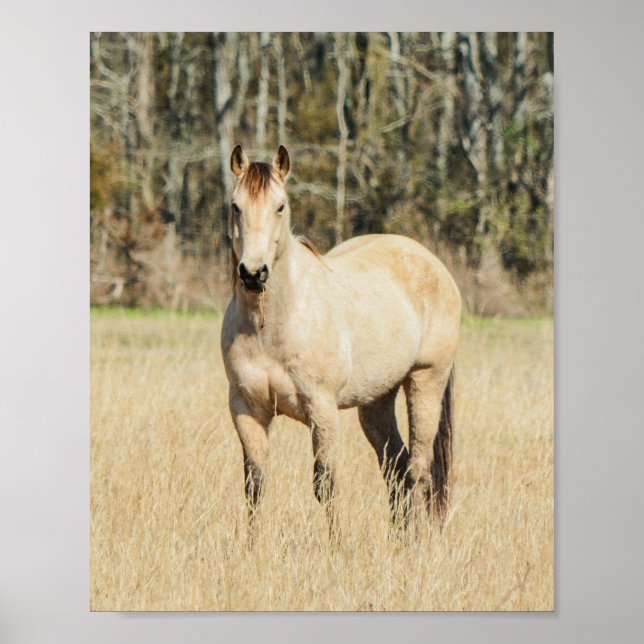Poster Beau Cheval Buckskin (Devant)