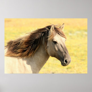 Poster Beau cheval gris sauvage
