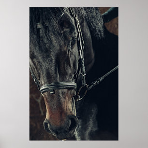 Poster Beau Cheval Noir