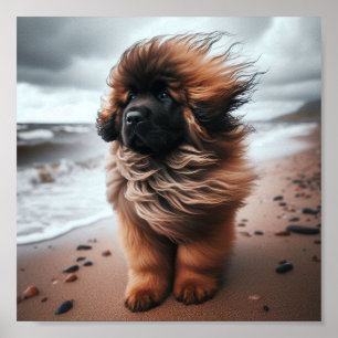 Poster Beau chiot Leonberger