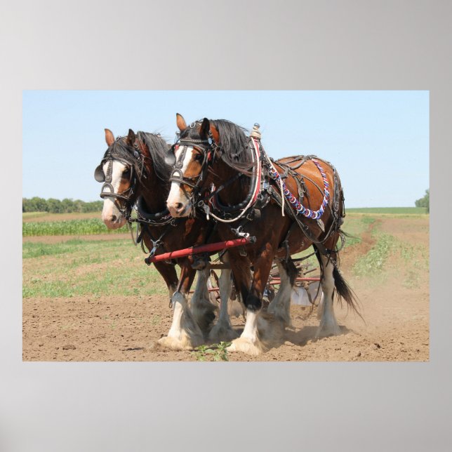 Poster Beau clydesdale chevaux labourant (Devant)