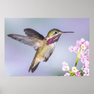 Poster Beau Colibri volant en violet et rose