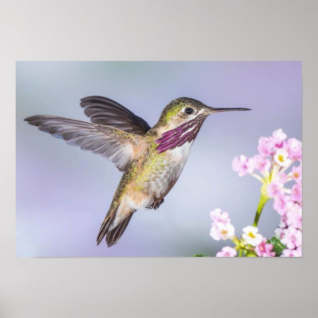 Poster Beau Colibri volant en violet et rose (Devant)