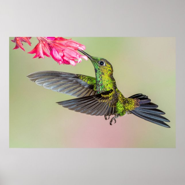 Poster Beau colibri volant vers une fleur (Devant)