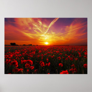 Poster Beau coucher du soleil rouge de gisement de fleur