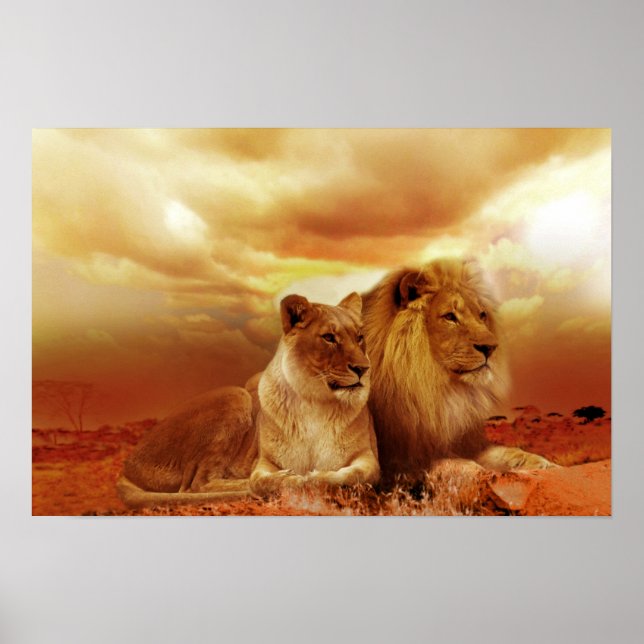 Poster Beau couple de lions (Devant)