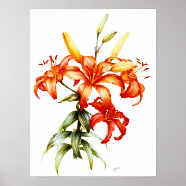 Poster Beau crayon de lys orange et aquarelle art (Devant)