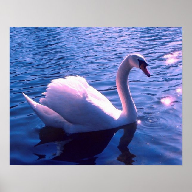 Poster Beau cygne dans le lac (Devant)