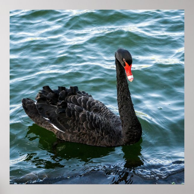 Poster Beau cygne noir (Devant)