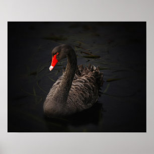 Poster Beau cygne noir avec un bec rouge vif