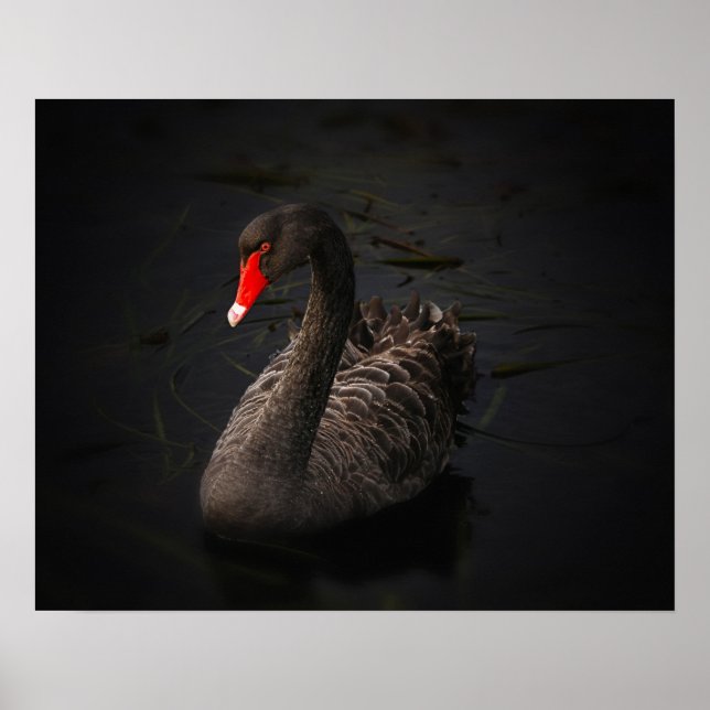 Poster Beau cygne noir avec un bec rouge vif (Devant)