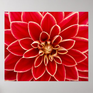 Poster Beau dahlia rouge