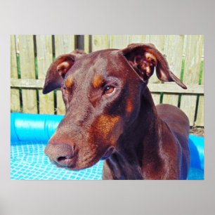 Poster Beau dobermann rouge