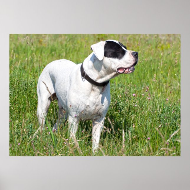Poster Beau Dogo Argentino (Devant)