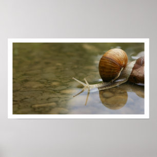Poster Beau escargot reflété dans l'eau
