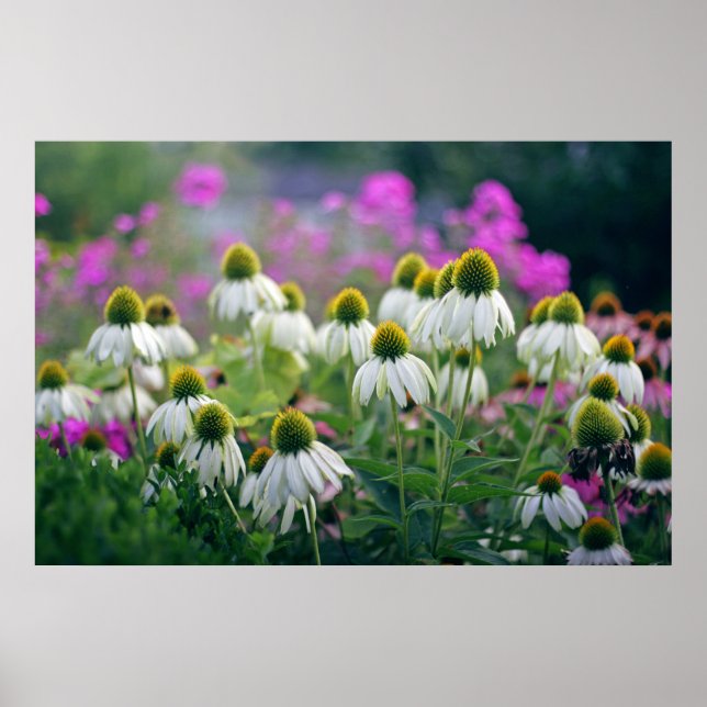 Poster Beau et élégant confluent blanc (Devant)
