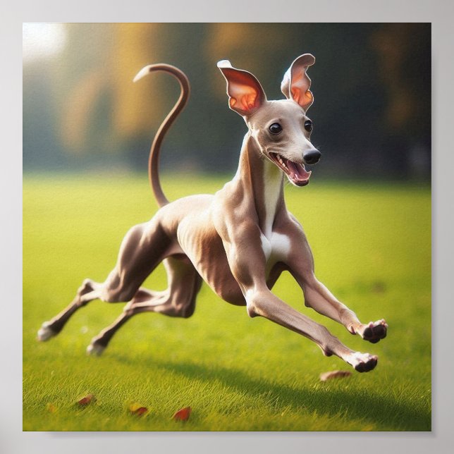 Poster Beau Greyhound italien courant sur l'herbe (Devant)