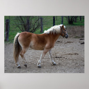 Poster Beau Haflinger