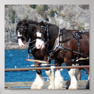 Poster Beau harnais belges chevaux de travail