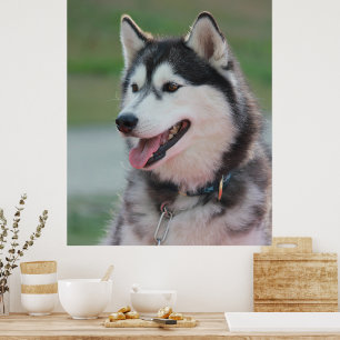 Poster Beau Husky Art Print Sled Dog