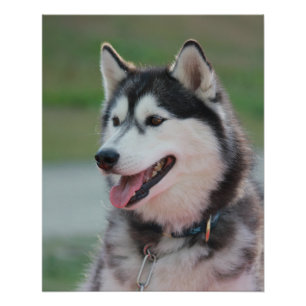 Poster Beau Husky Art Print Sled Dog