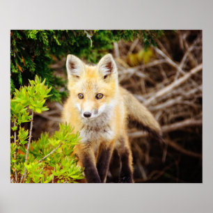 Poster Beau kit de Fox de jeunes