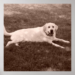 Poster beau labrador retriever