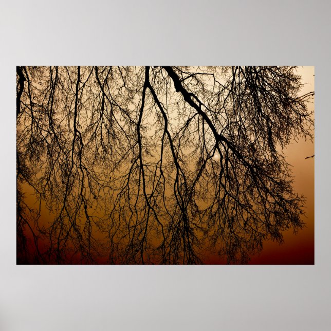 Poster Beau lever de soleil d'automne derrière les arbres (Devant)