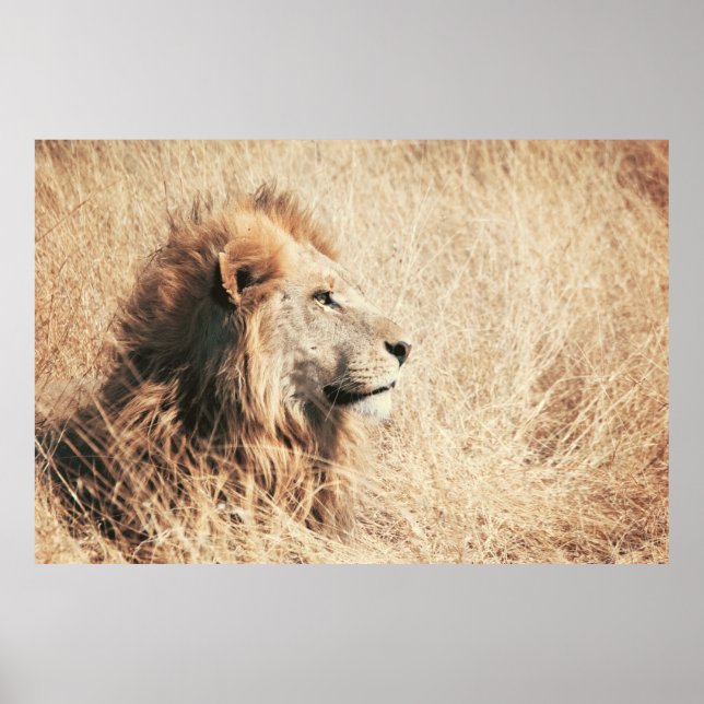 POSTER BEAU LION (Devant)
