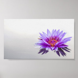Poster Beau Lotus pourpre, Lac, Zen