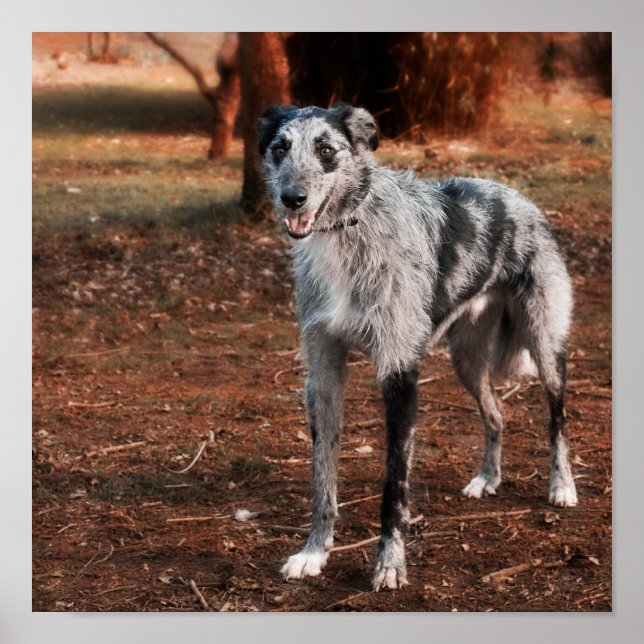 Poster Beau Lurcher chien (Devant)